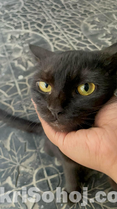 Bengal cat for adoption